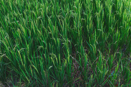 Shot of green paddy field taken at Ubud, Bali Indonesia.の写真素材