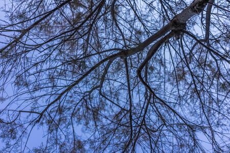 Low angle shot of a tree on a windy day over a blue sky.の写真素材