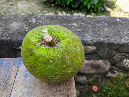 Artocarpus altilis or breadfruit.  green in color, soft textured and popular can be made into...