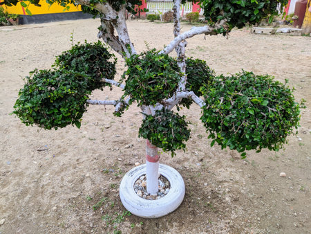 photos of ornamental plants that are decorated in the garden
