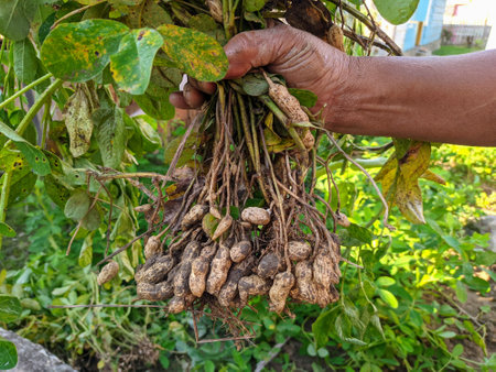 Photo of farmer's hand holding freshly harvested peanuts