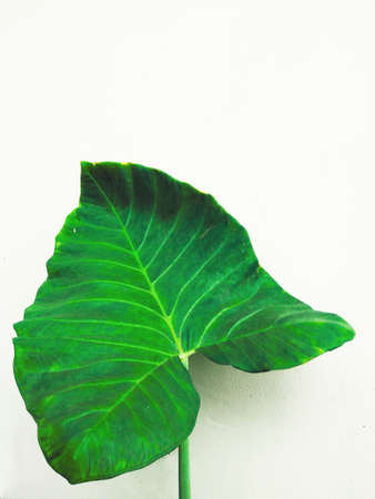 beautiful tropical taro leaf or daun keladi in white backgroundの写真素材