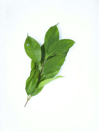 Fresh green bay leaves isolated on white backgroundの写真素材