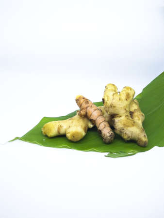 Fresh green turmeric leaf, turmeric, and ginger isolated on white backgroundの写真素材