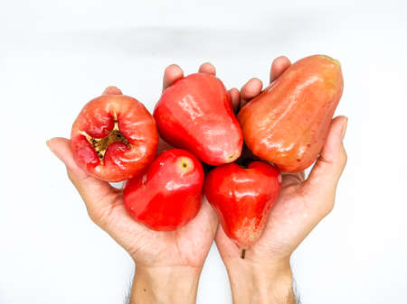 fresh premiun quality rose apple or Syzygium samarangense with hands isolated on white background. Also known as wax apple, Java apple, Semarang rose-apple, wax jambu and jambu citra.の写真素材