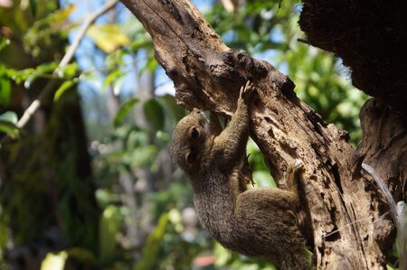 Tupaiの写真素材