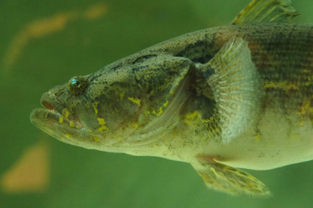 A Marbled Sleeper Goby fish swimming horizontally against a soft green background. This clear...