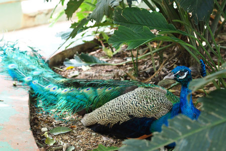 This image captures a peacock in a relaxed state, lying on the earth. The focus emphasizes the impressive length and beauty of its iridescent train stretching across the ground. The vibrant blue of the bird's body stands out against the muted tones of the soil and dried leaves, illustrating the bird's natural elegance even when at restの写真素材
