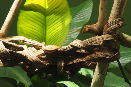 A slender, tan-colored snake is tucked away inside a cluster of woven vines or dried plant material....