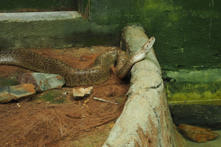A thick-bodied python with earthy brown and tan markings rests on a substrate of loose fibers and...