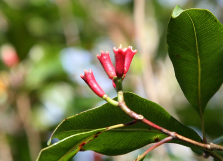 The picture of fresh cloves (Syzygium aromaticum)