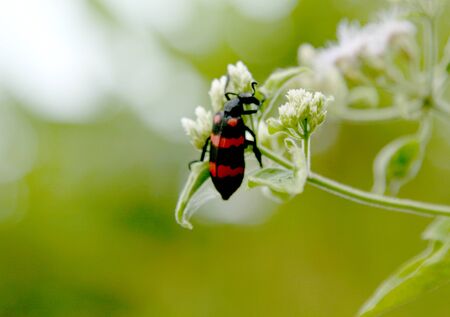 Kind of bugs 
