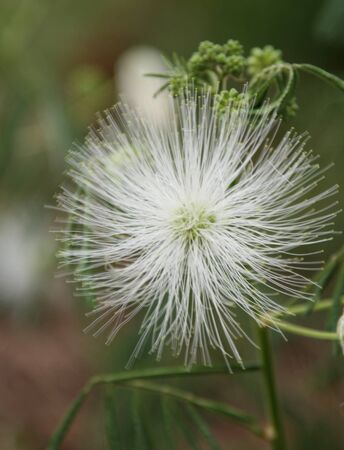 Tropical Wild Flowerの写真素材
