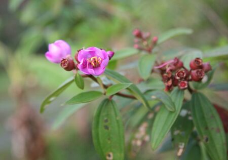 Tropical Violet Flowerの写真素材