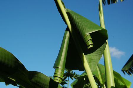 Erionota thrax L. Attacking Banana's Leafの写真素材