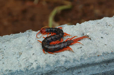 The Centipede