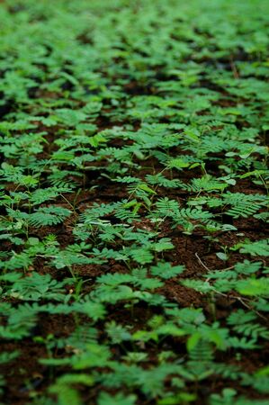 Leucaena leucocephala Nurseryの写真素材
