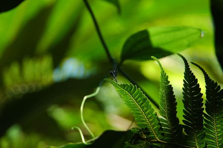 Mini Dragonfly Found in the Forest of West Java, Indonesiaの写真素材
