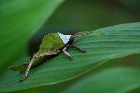 Microcentrum rhombifolium camouflagedの写真素材