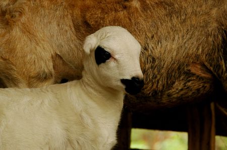 A Lambの写真素材