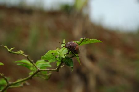 Lege (a kind  of Bug Found in Indonesia)