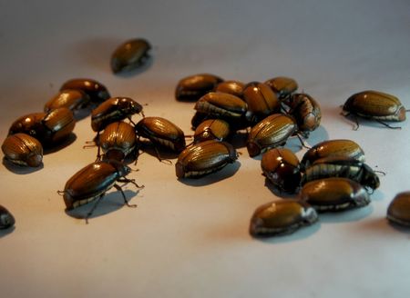 Banana Bugs
