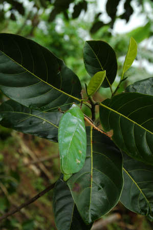 The leaf Insect, one of Indonesia Forest Insectの写真素材