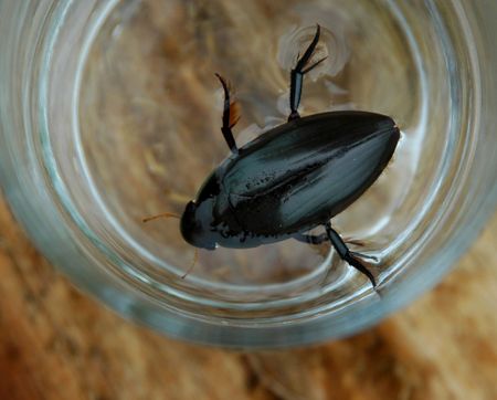 water bugの写真素材