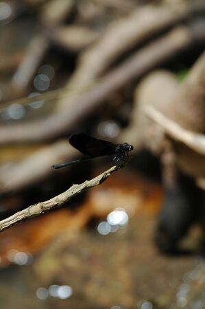 A mini dragonflyの写真素材