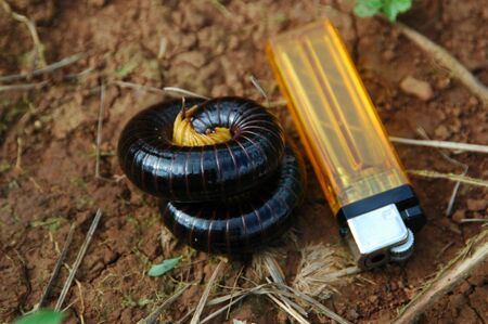 Giant Milipede (Thousand-Leggers)