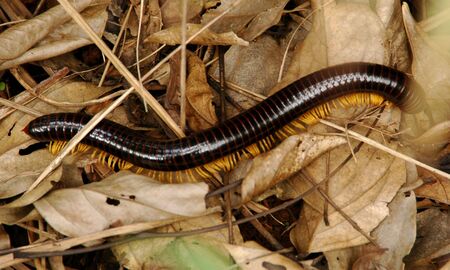 Giant Milipede, one of Indonesian Biodiversity