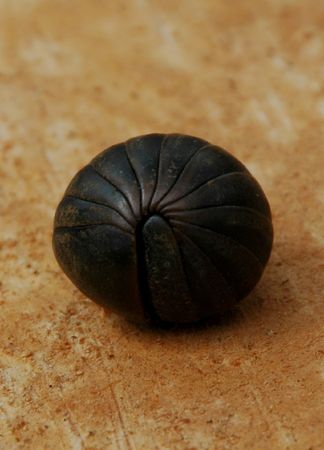 Armadillidium vulgare rolled up in a ballの写真素材