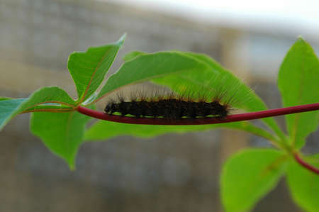 Hairy Caterpillar on Casava Branchの写真素材
