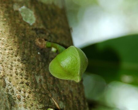 Soursop Flowerの写真素材