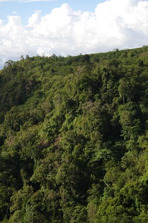 West Java Rainforest