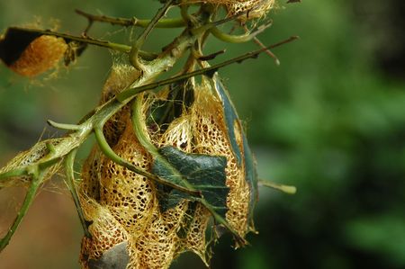 The Avocado Caterpillar Cocoonsの写真素材