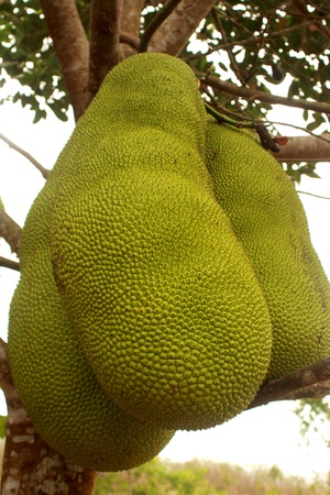 Jackfruit