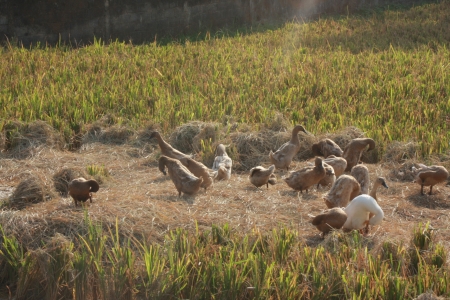 Ducks and Rice Field, Ubud - Baliの写真素材