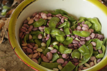 Indonesian Local Beans