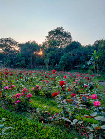 Nature of Beauty. Botanical garden Mirpur 1の写真素材