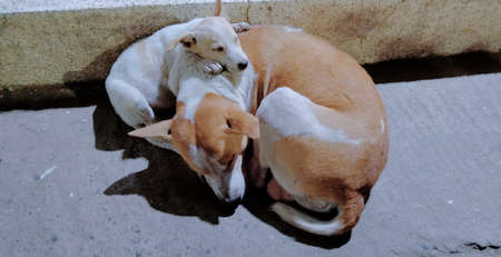 Street dog. love of mother and childの写真素材