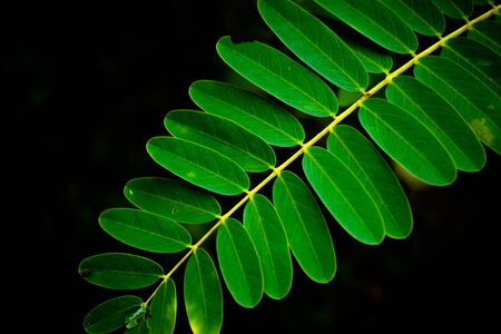 Close-up photos of fresh green leaf details, exclusive to the background