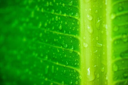 Close-up photos of fresh green leaf details, exclusive to the background