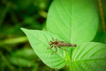 Exclusive tropical green leaf backgrounds, beautiful wallpapers