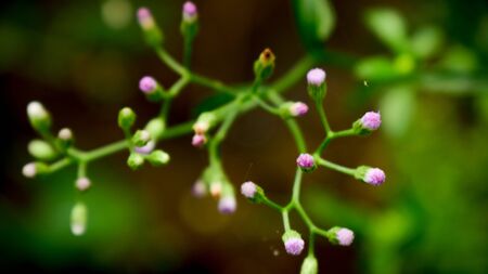 Exclusive tropical green leaf backgrounds, beautiful wallpapers