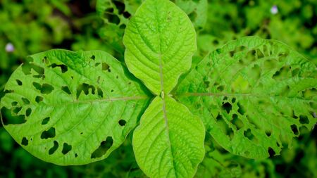 Exclusive tropical green leaf backgrounds, beautiful wallpapers