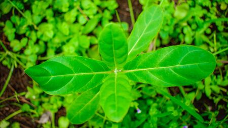 Exclusive tropical green leaf backgrounds, beautiful wallpapers
