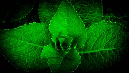 Exclusive tropical green leaf backgrounds, beautiful wallpapers