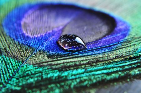 closeup of water drop on peacock featherの写真素材