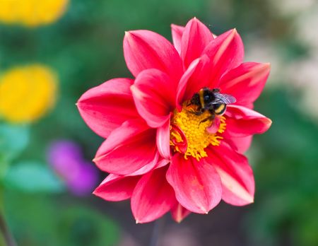 bee collecting pollen on pink beautiful flowerの写真素材